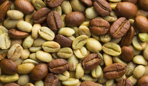 A closeup of ripe coffee beans